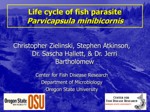 Parvicapsula minibicornis Life cycle of fish parasite Christopher Zielinski, Stephen Atkinson,