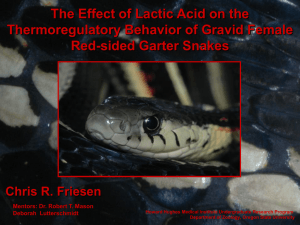 The Effect of Lactic Acid on the Red-sided Garter Snakes