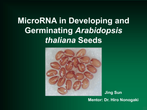 MicroRNA in Developing and Arabidopsis thaliana Jing Sun
