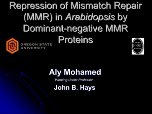 Repression of Mismatch Repair Arabidopsis Dominant-negative MMR Proteins