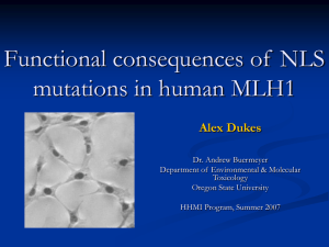 Functional consequences of  NLS mutations in human MLH1 Alex Dukes