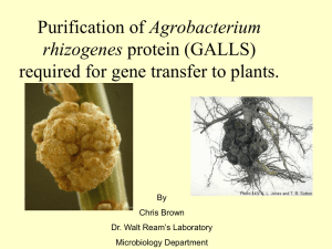 Agrobacterium required for gene transfer to plants. rhizogenes By