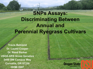 SNPs Assays: Discriminating Between Annual and Perennial Ryegrass Cultivars