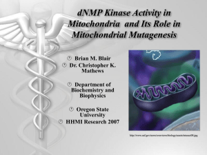 dNMP Kinase Activity in Mitochondria  and Its Role in Mitochondrial Mutagenesis