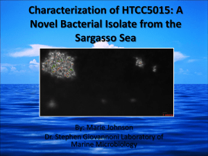 Characterization of HTCC5015: A Novel Bacterial Isolate from the Sargasso Sea