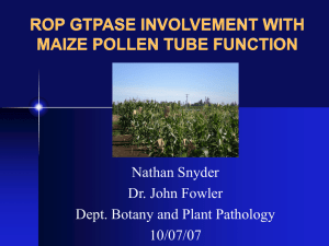 ROP GTPASE INVOLVEMENT WITH MAIZE POLLEN TUBE FUNCTION Nathan Snyder Dr. John Fowler