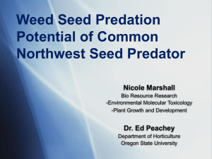 Weed Seed Predation Potential of Common Northwest Seed Predator Nicole Marshall