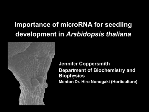 Importance of microRNA for seedling Arabidopsis thaliana Jennifer Coppersmith Department of Biochemistry and