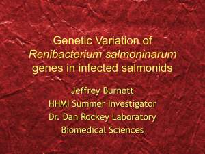 Genetic Variation of genes in infected salmonids Renibacterium salmoninarum Jeffrey Burnett