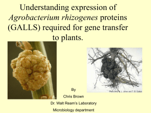 Understanding expression of (GALLS) required for gene transfer to plants. Agrobacterium rhizogenes