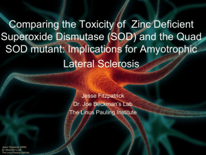 Comparing the Toxicity of Zinc Deficient SOD mutant: Implications for Amyotrophic