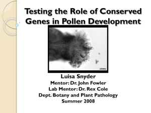 Testing the Role of Conserved Genes in Pollen Development Luisa Snyder