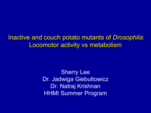 Drosophila Locomotor activity vs metabolism Sherry Lee Dr. Jadwiga Giebultowicz