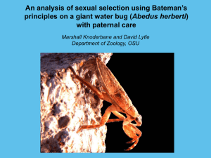 An analysis of sexual selection using Bateman’s Abedus herberti with paternal care