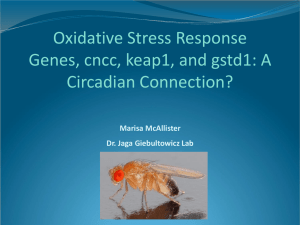 Oxidative Stress Response Genes, cncc, keap1, and gstd1: A Circadian Connection? Marisa McAllister