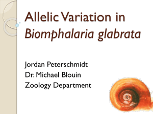 Allelic Variation in Biomphalaria glabrata Jordan Peterschmidt Dr. Michael Blouin