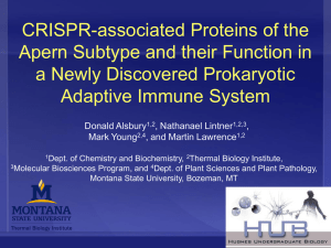 CRISPR-associated Proteins of the Apern Subtype and their Function in