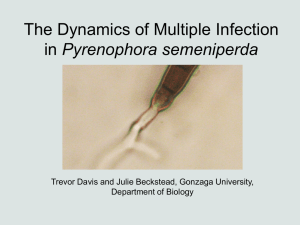 The Dynamics of Multiple Infection Pyrenophora semeniperda Department of Biology
