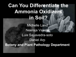 Can You Differentiate the Ammonia Oxidizers in Soil? Michelle Land