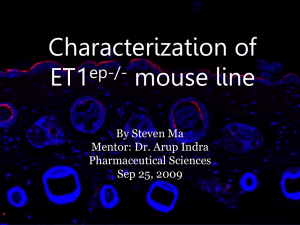 Characterization of ET1 mouse line ep-/-