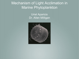 Mechanism of Light Acclimation in Marine Phytoplankton Uriel Aparicio Dr. Allen Milligan