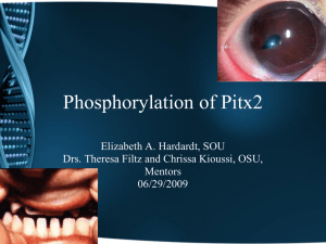 Phosphorylation of Pitx2 Elizabeth A. Hardardt, SOU Mentors