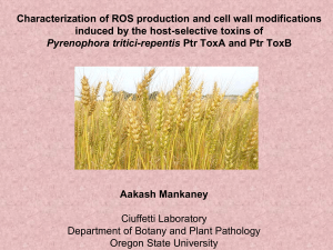 Characterization of ROS production and cell wall modifications