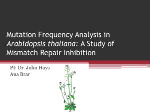 Mutation Frequency Analysis in Mismatch Repair Inhibition Arabidopsis thaliana: PI: Dr. John Hays