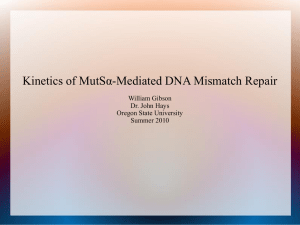 Kinetics of MutSα-Mediated DNA Mismatch Repair William Gibson Dr. John Hays