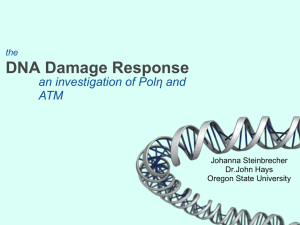 DNA Damage Response of Polη and an investigation ATM