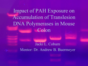 Impact of PAH Exposure on Accumulation of Translesion DNA Polymerases in Mouse Colon