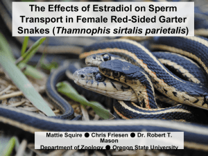 The Effects of Estradiol on Sperm Transport in Female Red-Sided Garter