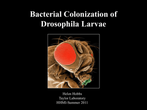 Bacterial Colonization of Drosophila Larvae Helen Hobbs Taylor Laboratory