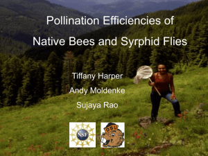 Pollination Efficiencies of Native Bees and Syrphid Flies Tiffany Harper Andy Moldenke