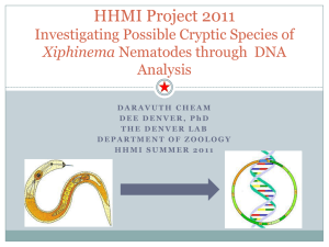 HHMI Project 2011 Investigating Possible Cryptic Species of Analysis Xiphinema