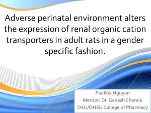 Adverse perinatal environment alters the expression of renal organic cation