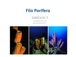 Filo Porifera EJERCICIO 7 113-120(EDITION 14 )