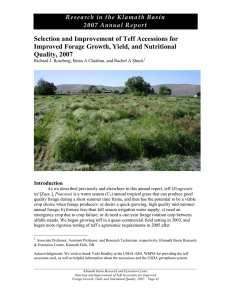 Selection and Improvement of Teff Accessions for Improved