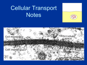 Cell Transport