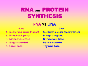 RNA Protein Synthesis