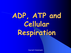 Cellular Respiration PP