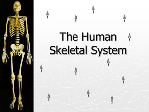 Skeletal System PP