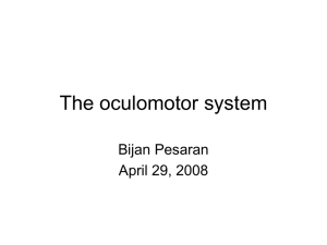 The oculomotor system Bijan Pesaran April 29, 2008