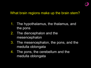 What brain regions make up the brain stem? 1. 2. 3.