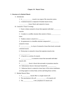 Chapter 10:  Muscle Tissue  A.  Introduction