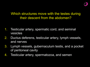 Which structures move with the testes during