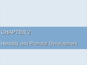 CHAPTER 2 Heredity and Prenatal Development
