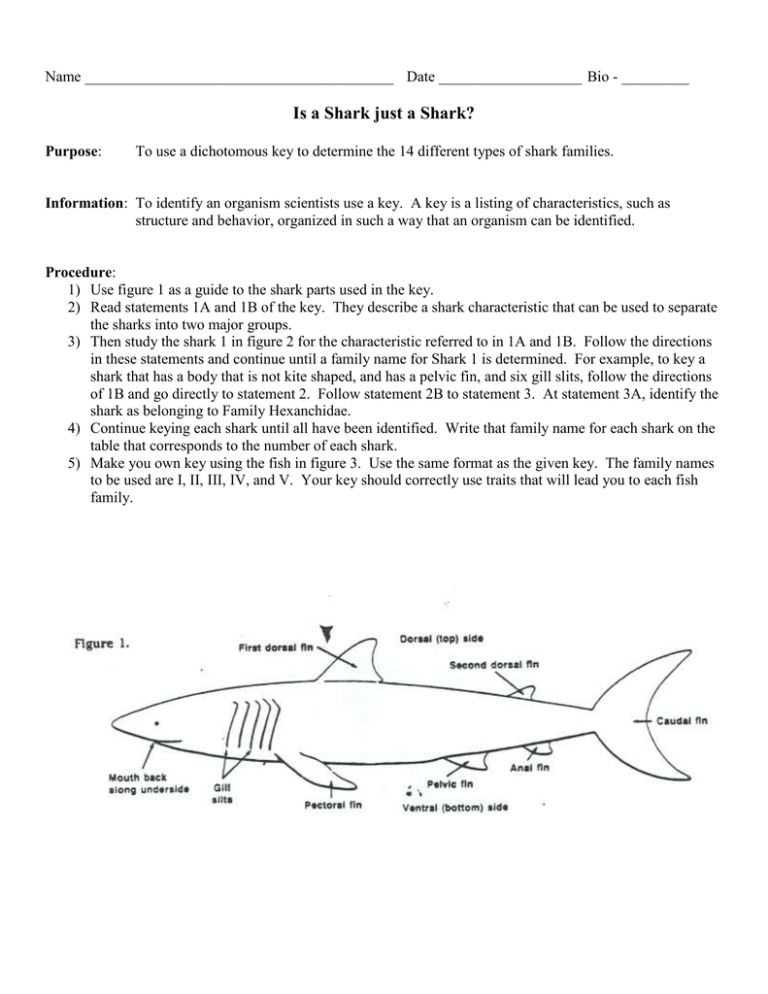 Shark Dichotomous Key