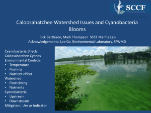 Caloosahatchee Watershed Issues and Cyanobacteria Blooms
