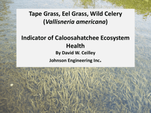 Tape Grass, Eel Grass, Wild Cherry ( Vallisneria Americana ); Indicator of Caloosahatchee Ecosystem Health